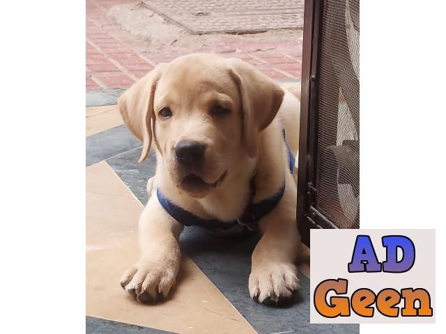 used Best quality male and female Labrador retriever puppy for sale 